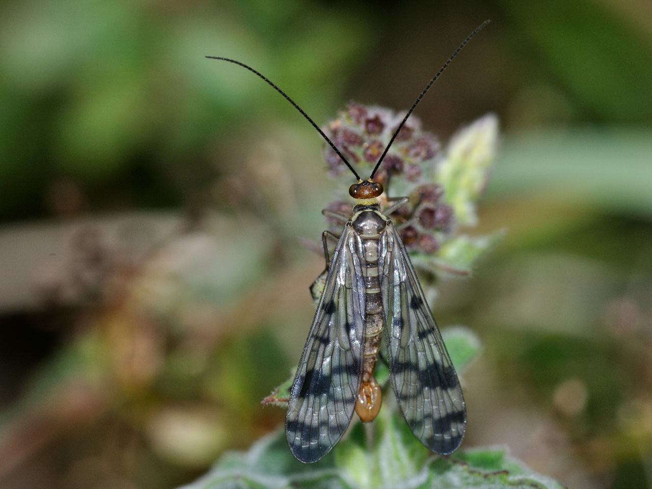 Panorpa gr. cognata (Maschio)